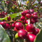 Tierra Blanca Plantation Panama Geisha
