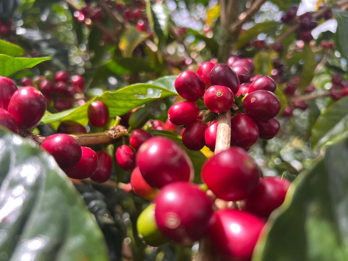 Tierra Blanca Plantation Panama Geisha