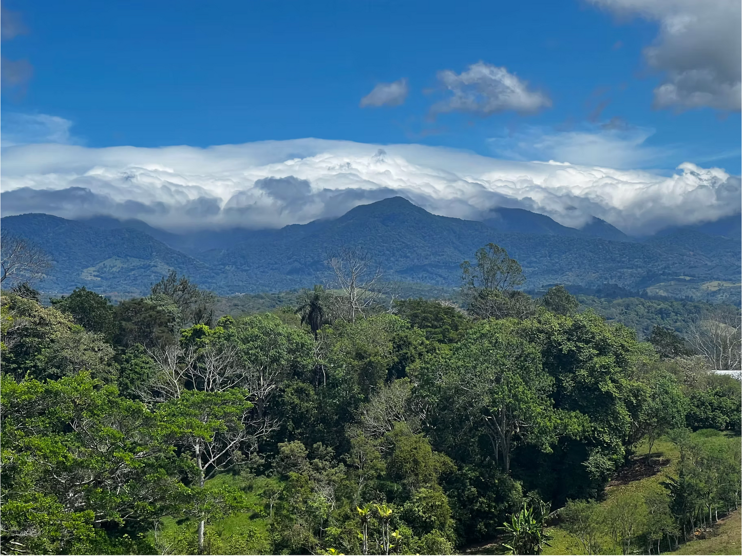 Tierra Blanca Plantation Panama Geisha