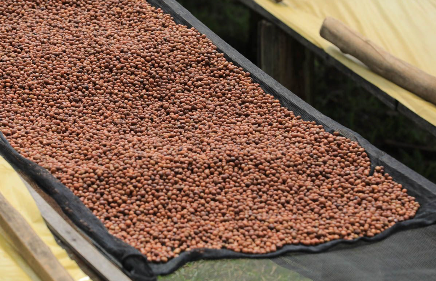 Rwanda Dry Process Karongi Gitesi